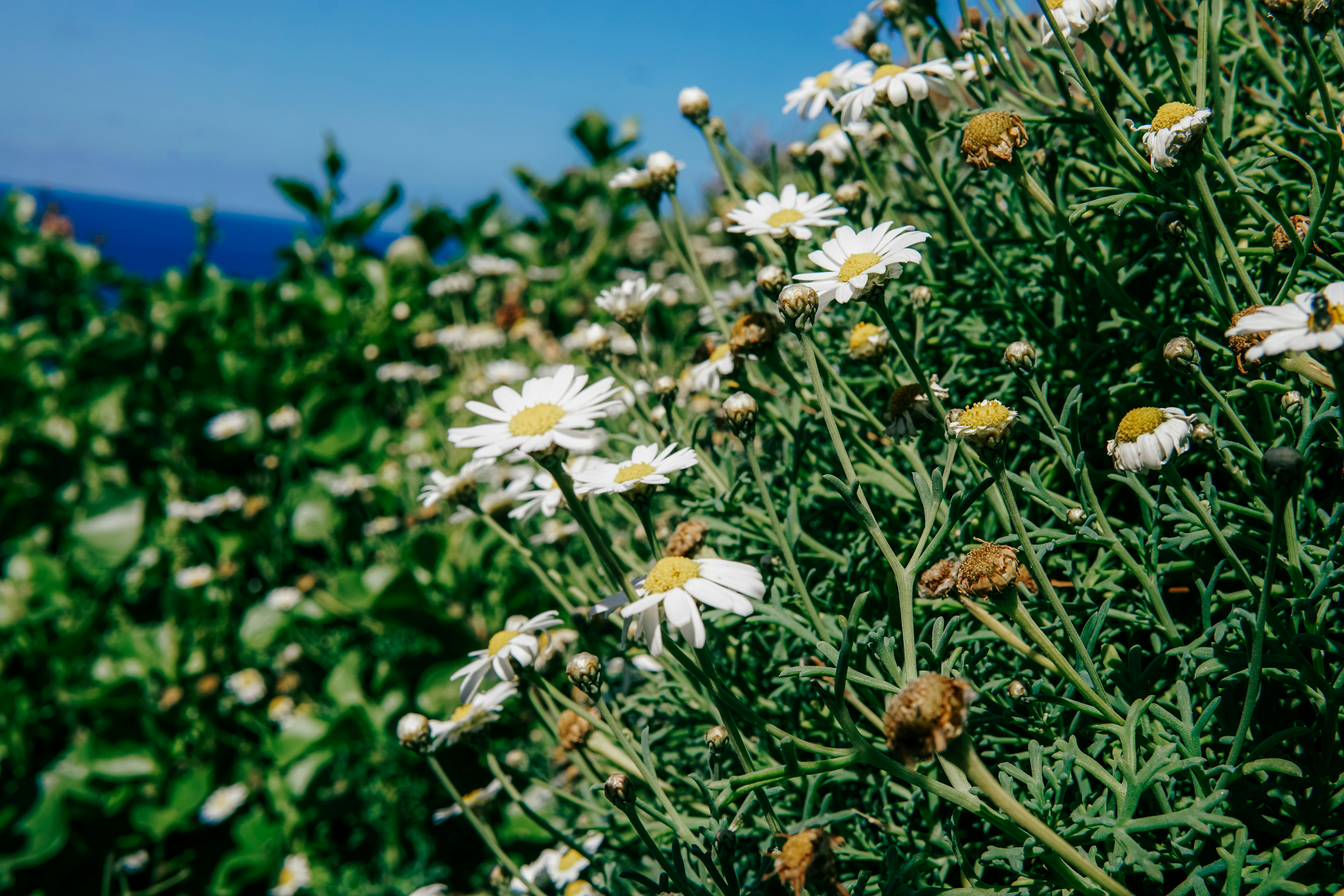 a field full of white daisies with a blue sky in the background